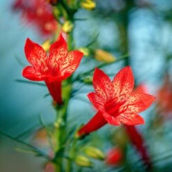 Standing Cypress Seeds 7 Standing Cypress Seeds -Eden Brothers Shop standing cypress shk 4