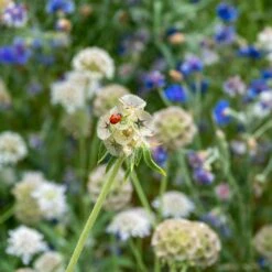 Premium Starflower Seeds for Stunning Fresh and Dried Floral Arrangements -Eden Brothers Shop starflower shk 3