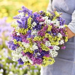 Statice Seeds - Pacific Mix -Eden Brothers Shop statice pacific mix mac 4