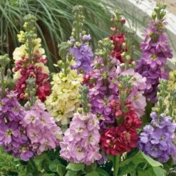 Giant Imperial Mix Stock Flower Seeds: Fragrant Double Bloom Mix for Cottage Gardens