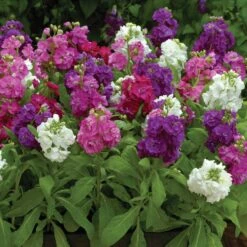 Hot Cakes Formula Mix Fragrant Dwarf Stock Flower Seeds