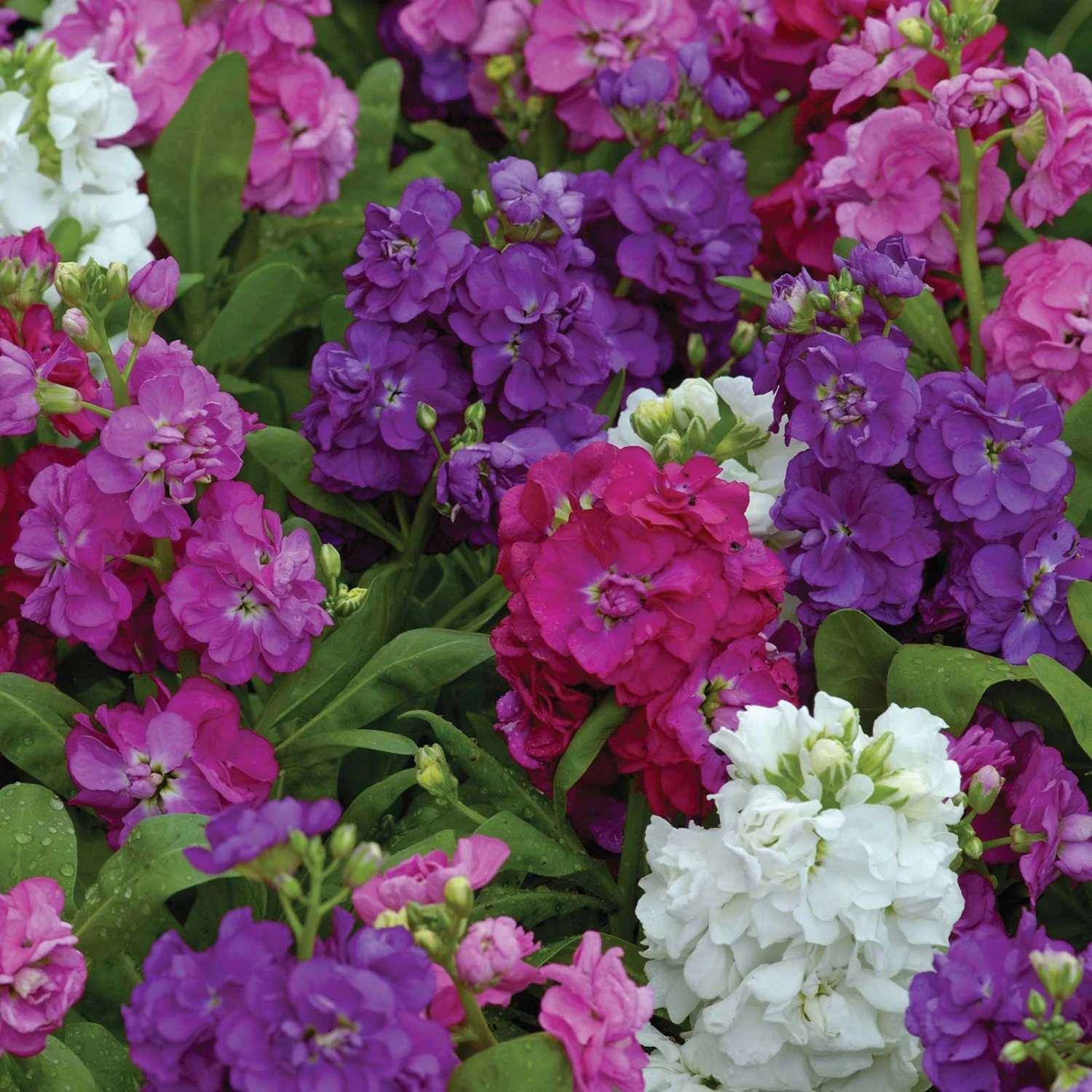 Hot Cakes Formula Mix Fragrant Dwarf Stock Flower Seeds 2 Hot Cakes Formula Mix Fragrant Dwarf Stock Flower Seeds - Image 2