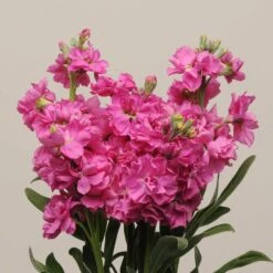 Katz Bright Rose Stock Flower Seeds: Fragrant Double Bloom Cut Flowers