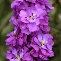 Blue Stock Flower Seeds - Miracle Mid Fragrant Double Blooms -Eden Brothers Shop stock miracle blue mid bas 2