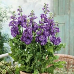 Blue Stock Flower Seeds - Miracle Mid Fragrant Double Blooms