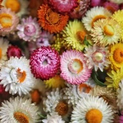 Dwarf Strawflower Seeds Tom Thumb Mix - Colorful Compact Annual Flowers