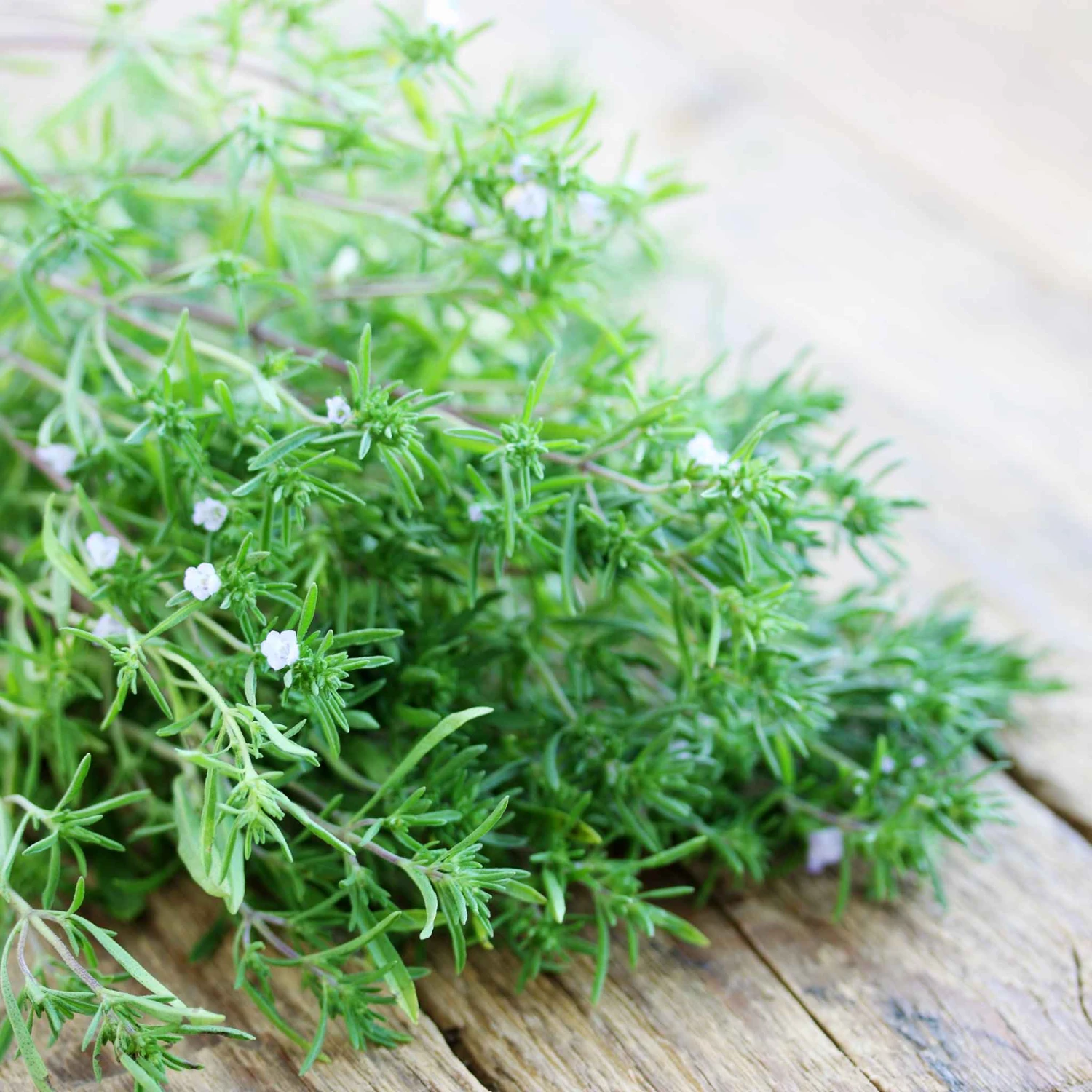 Summer Savory Seeds 1 Summer Savory Seeds