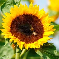 Sunflower Seeds (Dwarf) - Bambino