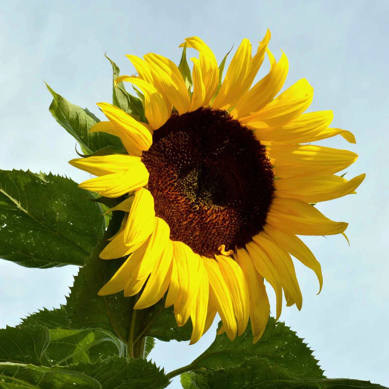 Sunflower Seeds - Black Russian 1 Sunflower Seeds - Black Russian