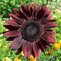 Chocolate Cherry Sunflower Seeds: Dramatic Burgundy & Red Blooms