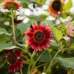 Chocolate Sunflower Seeds - Unique Deep Brown Annual Blooms