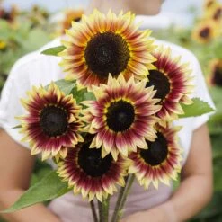 Desert Sun Bicolor Sunflower Seeds - Premium Tall Branching Variety