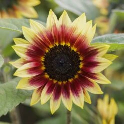 Desert Sun Bicolor Sunflower Seeds - Premium Tall Branching Variety -Eden Brothers Shop sunflower desert sun mac 3
