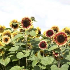 Desert Sun Bicolor Sunflower Seeds - Premium Tall Branching Variety -Eden Brothers Shop sunflower desert sun tai 4