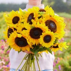 Domino Sunflower Seeds: Mid-Sized 4-5ft Garden Variety -Eden Brothers Shop sunflower domino mac 3 4792ec54 2665 45b6 8833 741a8e32a489