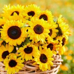 Domino Sunflower Seeds: Mid-Sized 4-5ft Garden Variety -Eden Brothers Shop sunflower domino mac 4