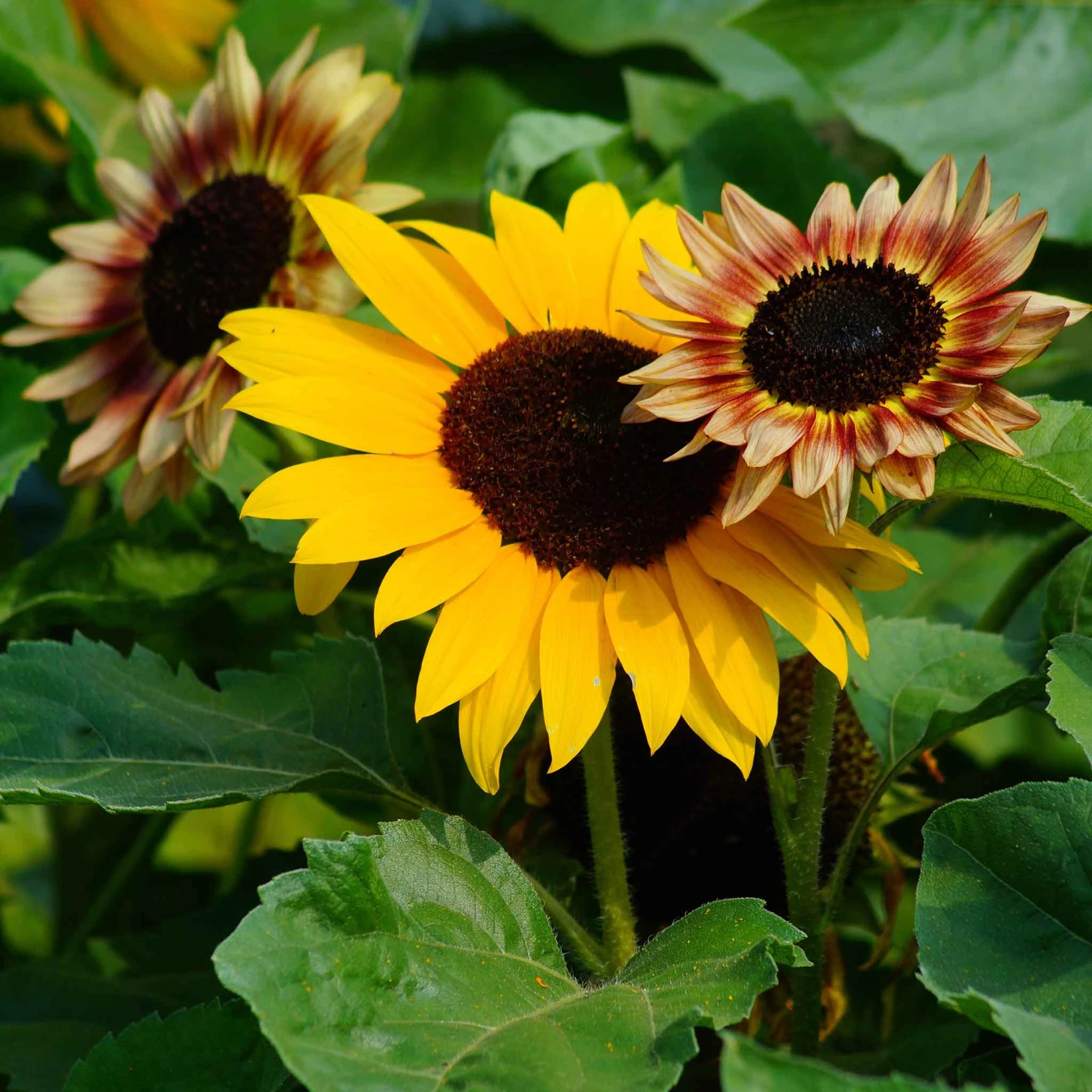 Sunflower Seeds - Evening Colors 3 Sunflower Seeds - Evening Colors - Image 3