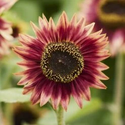 Floren Sunflower Seeds: Bold Sunset Blooms in a Compact 4-Foot Variety