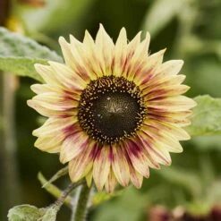 Floren Sunflower Seeds: Bold Sunset Blooms in a Compact 4-Foot Variety -Eden Brothers Shop sunflower floren hen 3