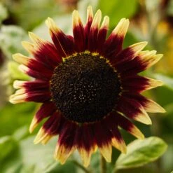 Floren Sunflower Seeds: Bold Sunset Blooms in a Compact 4-Foot Variety -Eden Brothers Shop sunflower floren mac 2