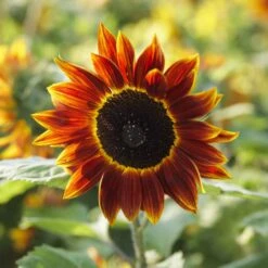 Harlequin Sunflower Seeds - Multi-Color Branching Sunflowers (Pollen-Free) -Eden Brothers Shop sunflower harlequin mac 3