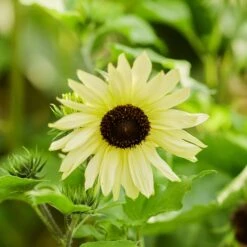 Ice Cream Sunflower Seeds - Stunning Creamy White Branching Flowers