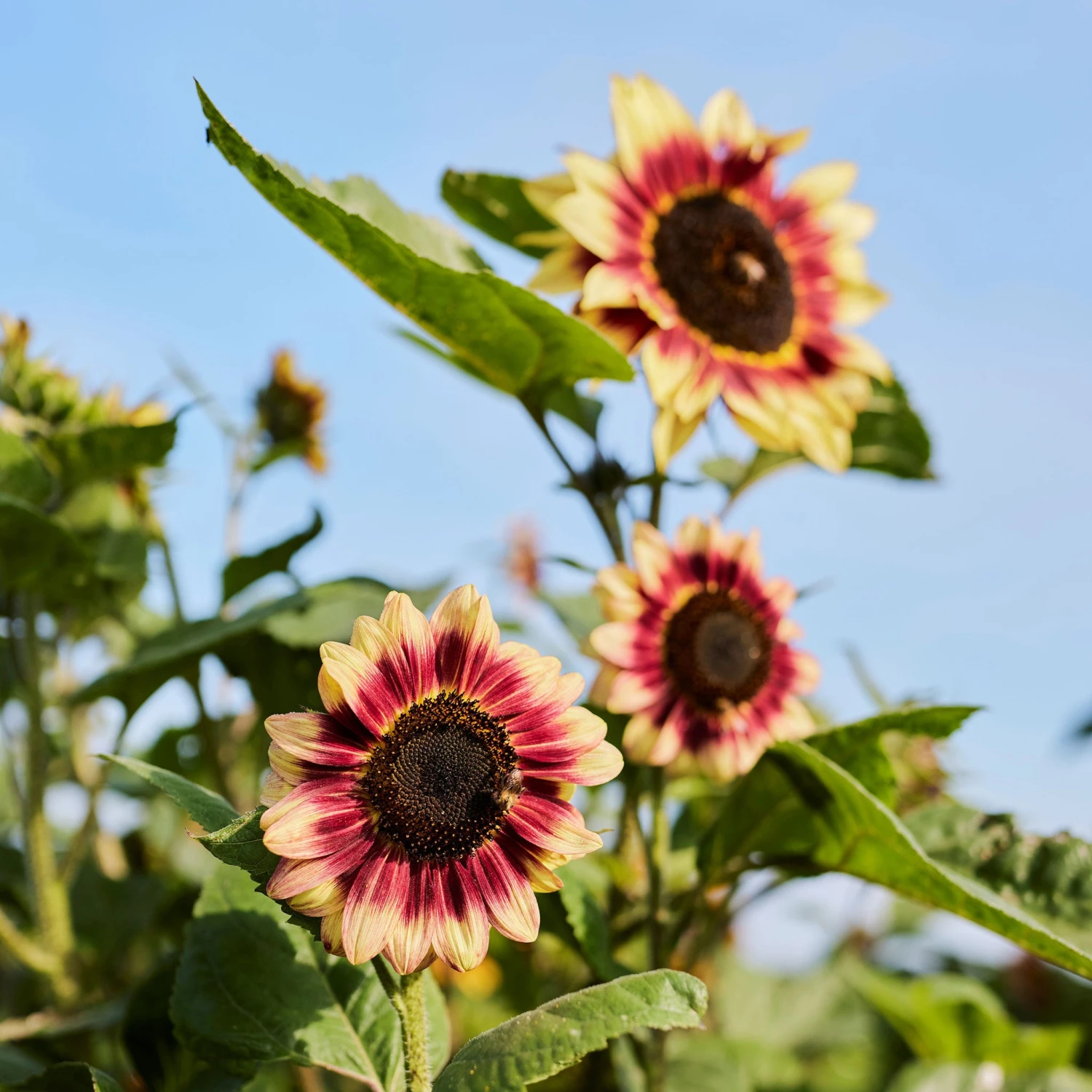 Sunflower Seeds - Indian Blanket 3 Sunflower Seeds - Indian Blanket - Image 3