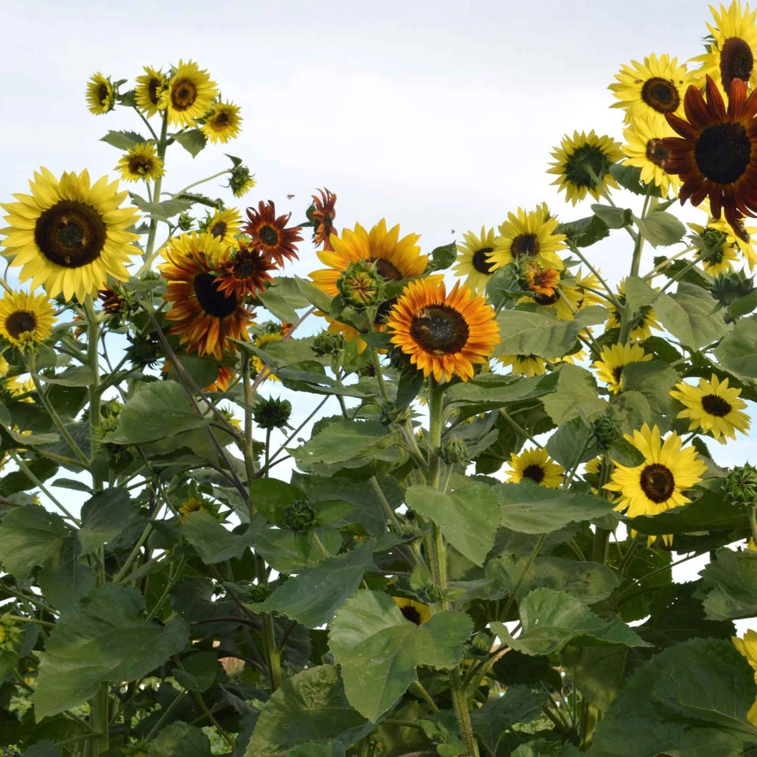 Sunflower Seeds - Indian Blanket 1 Sunflower Seeds - Indian Blanket