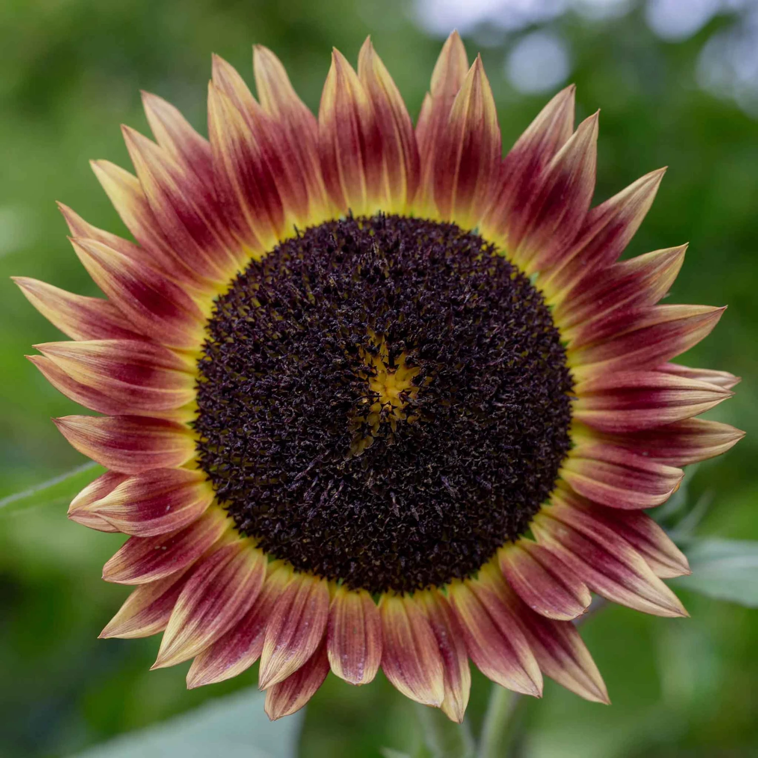 Sunflower Seeds - Indian Blanket 2 Sunflower Seeds - Indian Blanket - Image 2