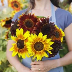 Magic Roundabout Sunflower Seeds - Vibrant Bicolor Garden Blooms