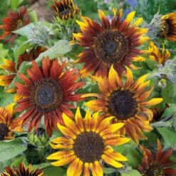 Mardi Gras Dwarf Sunflower Seeds - Vibrant Yellow and Red Floral Blend