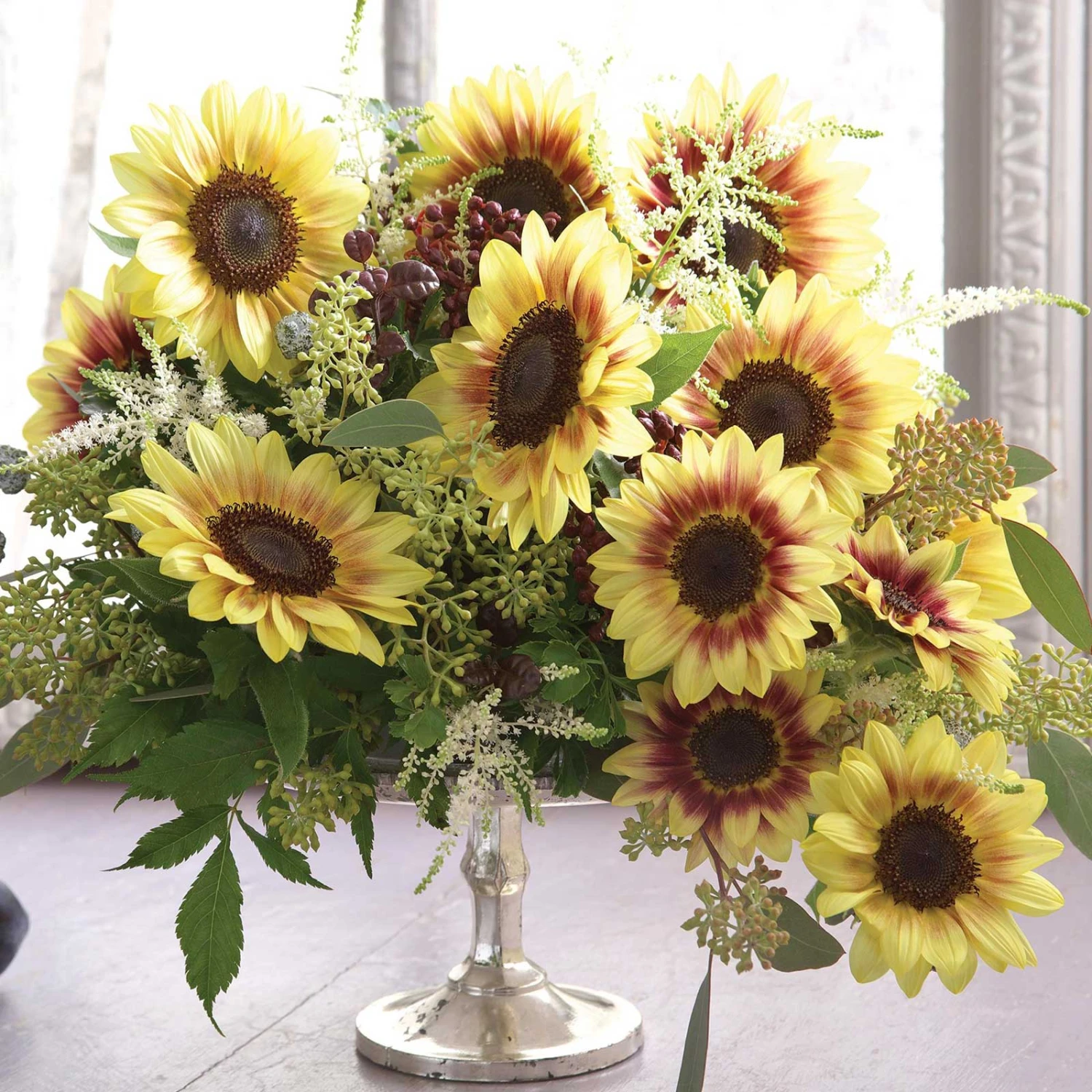 Marley Sunflower Seeds - Tall Multi-Color Decorative Garden Blooms 1 Marley Sunflower Seeds - Tall Multi-Color Decorative Garden Blooms