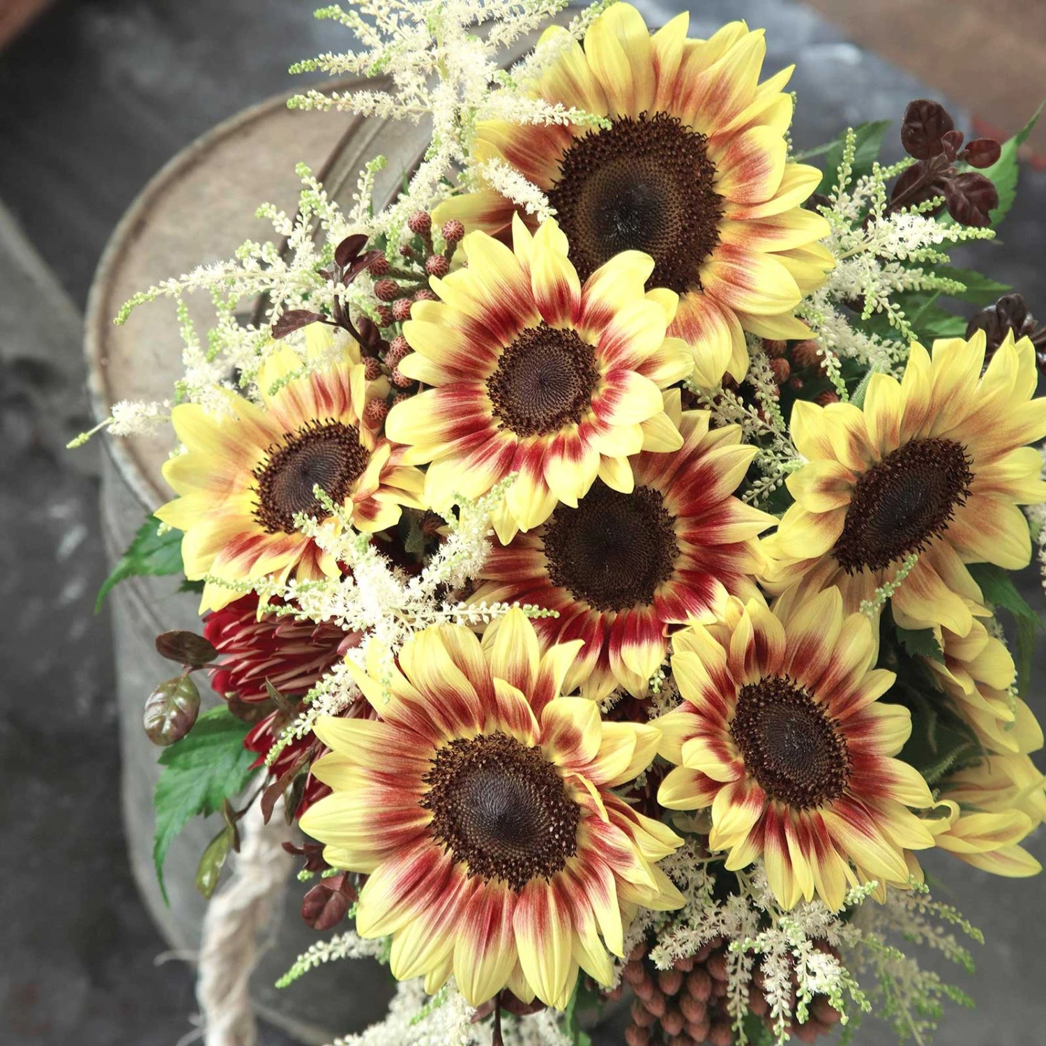 Marley Sunflower Seeds - Tall Multi-Color Decorative Garden Blooms 2 Marley Sunflower Seeds - Tall Multi-Color Decorative Garden Blooms - Image 2
