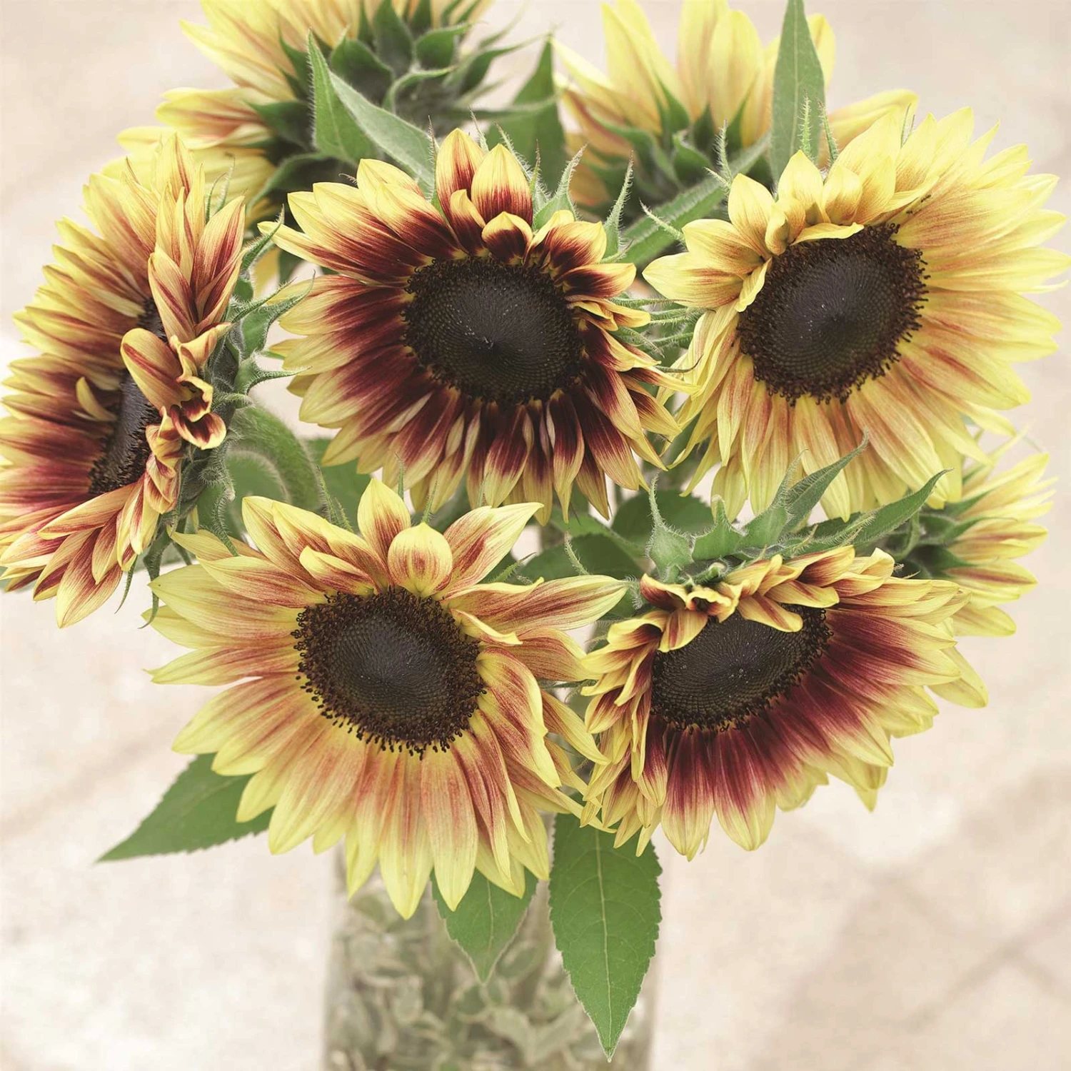 Marley Sunflower Seeds - Tall Multi-Color Decorative Garden Blooms 3 Marley Sunflower Seeds - Tall Multi-Color Decorative Garden Blooms - Image 3
