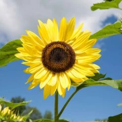 Sunflower Seeds (Organic) - Lemon Queen