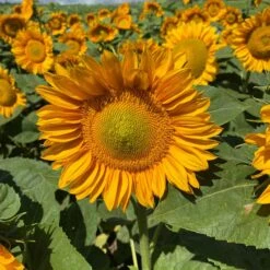 ProCut Gold Lite Sunflower Seeds: Professional Pollen-Free Blooms