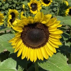 ProCut Lemon Sunflower Seeds: Vibrant Pollen-Free Blooms for Cutting Gardens