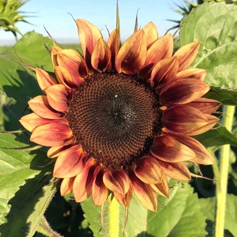 Sunflower Seeds - ProCut Plum 2 Sunflower Seeds - ProCut Plum - Image 2