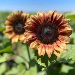 Sunflower Seeds - ProCut Plum 5 Sunflower Seeds - ProCut Plum -Eden Brothers Shop sunflower procut plum bal 2