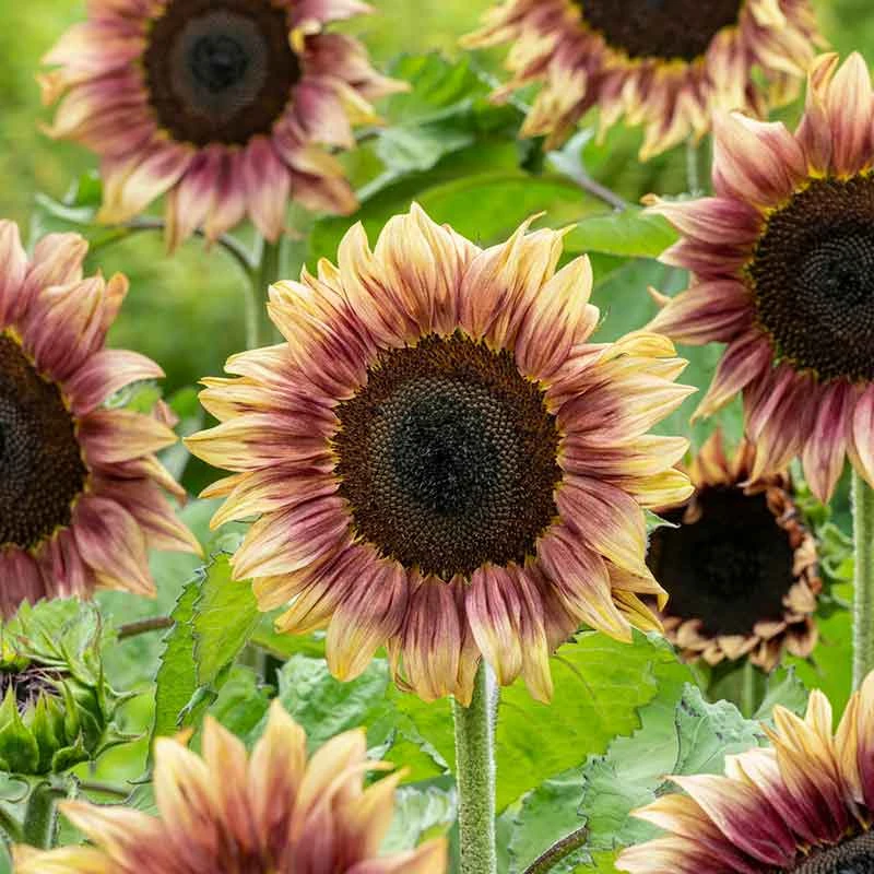 Sunflower Seeds - ProCut Plum 1 Sunflower Seeds - ProCut Plum