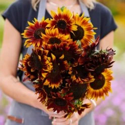 Vibrant Red Sun Sunflower Seeds - Dramatic 6ft Tall Annual Blooms