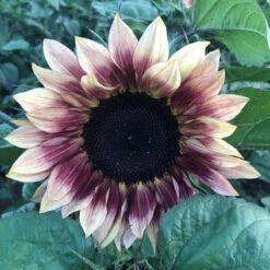 Ruby Eclipse Sunflower Seeds - Vibrant Bicolor Branching Variety