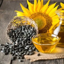 Black Oil Sunflower Microgreen Seeds: Fast-Growing & Nutritious Superfood