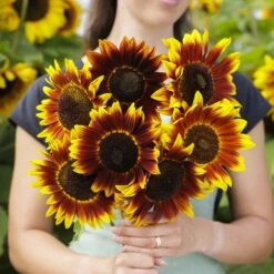 Shock-o-Lat Bicolor Sunflower Seeds - Multi-Bloom Branching Garden Flowers