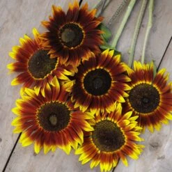 Shock-o-Lat Bicolor Sunflower Seeds - Multi-Bloom Branching Garden Flowers -Eden Brothers Shop sunflower shock o lat mac 4