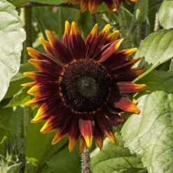 Shock-o-Lat Bicolor Sunflower Seeds - Multi-Bloom Branching Garden Flowers -Eden Brothers Shop sunflower shok o lat tai 2