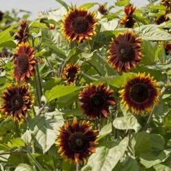 Shock-o-Lat Bicolor Sunflower Seeds - Multi-Bloom Branching Garden Flowers -Eden Brothers Shop sunflower shok o lat tai 3