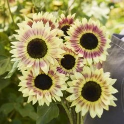 Summer Lovin F1 Tall Branching Sunflower Seeds - Pollenless Multi-Color Variety