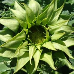 SunFill Green Sunflower Seeds: Unique Pollen-Free Floral Greenery