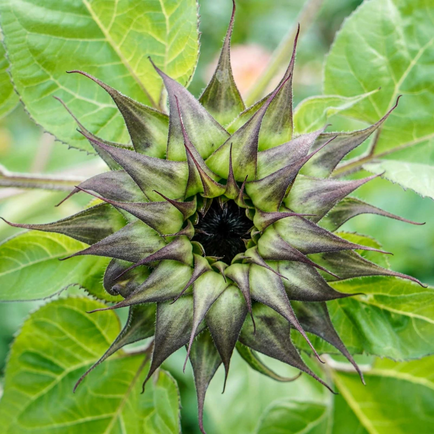 SunFill Purple Sunflower Seeds - Unique Pre-Bloom Floral Variety 1 SunFill Purple Sunflower Seeds - Unique Pre-Bloom Floral Variety